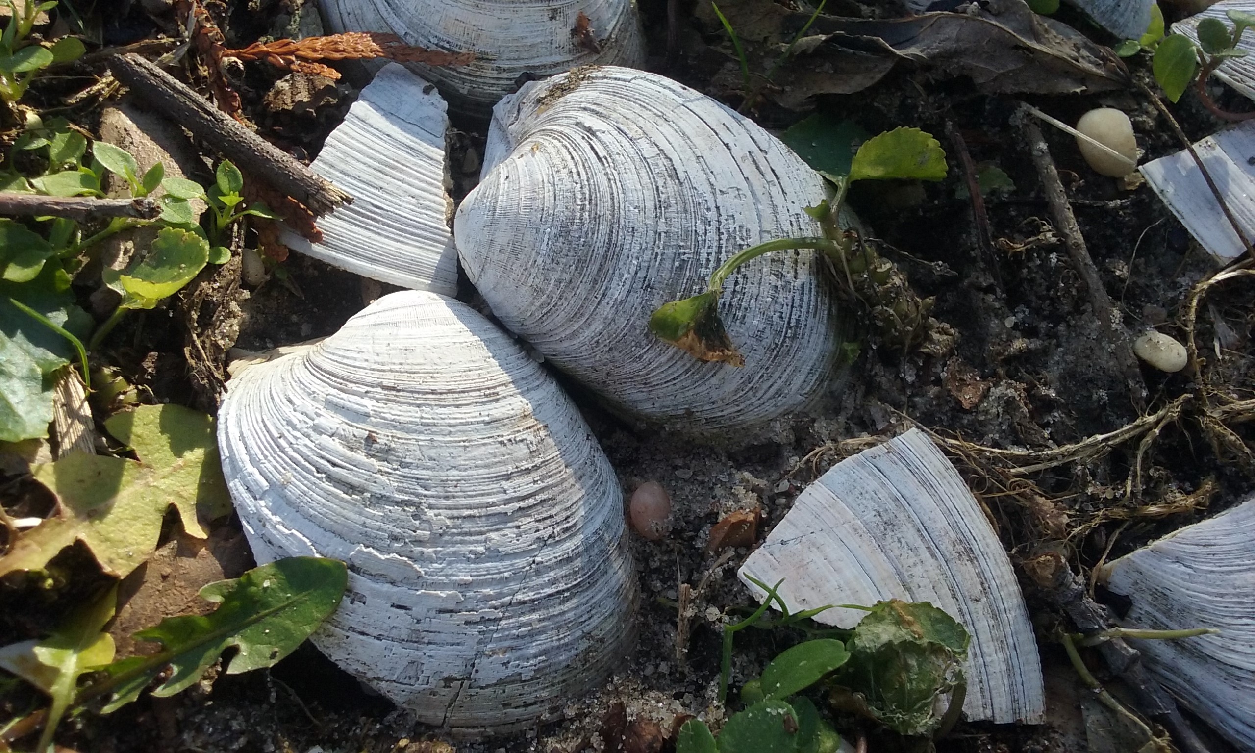 November dusk – Science teacher